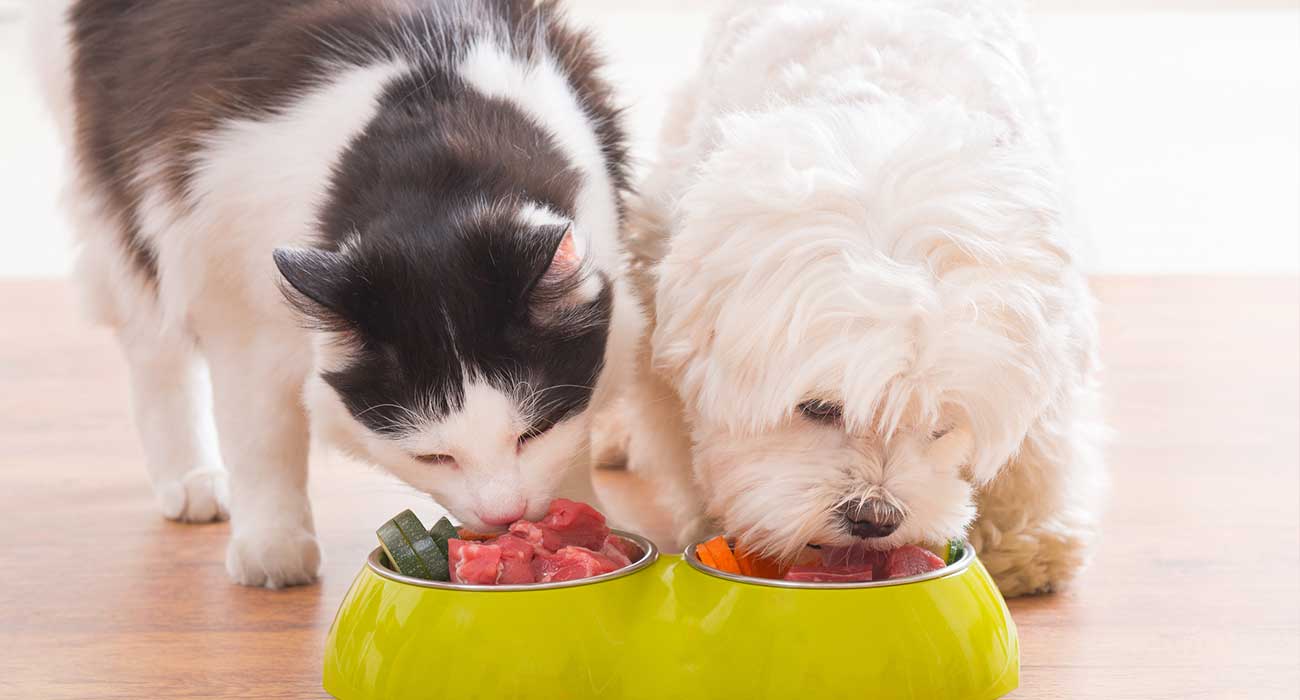 Nutritional Advice for Pets