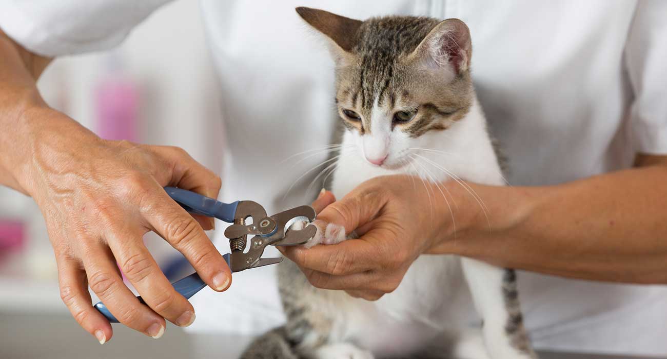 Nail Clipping for Pets
