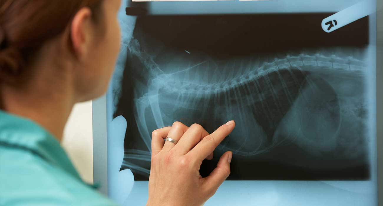 Radiography for Pets