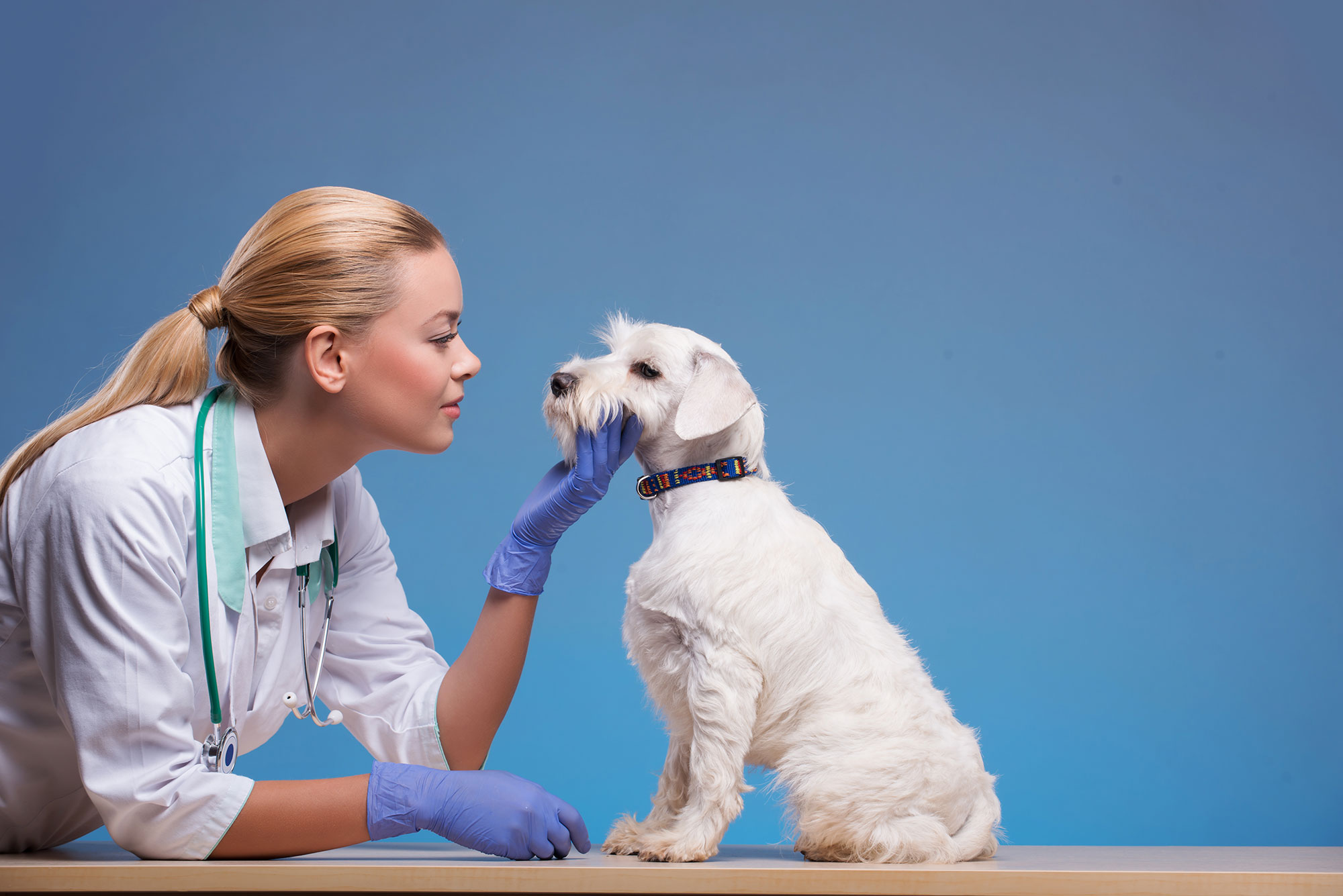 Cute little dog visits vet | Salisbury Veterinary Surgery