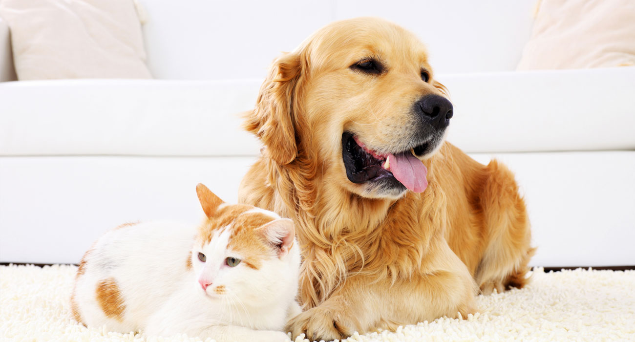 Specialist Referrals for Pets